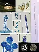 Gibellula pigmentosinum
