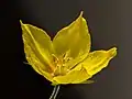 Fleur.