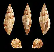 Gingicithara cylindrica, un Mangeliidae.