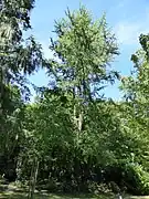 Le ginkgo biloba.