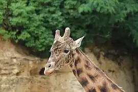 Au Bioparc de Doué-la-Fontaine.
