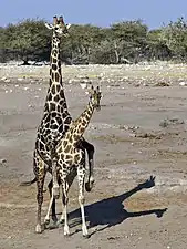 Girafes angolaises s'accouplant (G. c. angolensis).