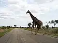 Girafe du parc Kruger.