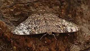 Hamadryas glauconome