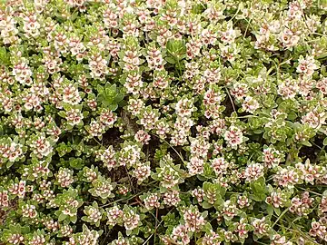 Plante en touffe.