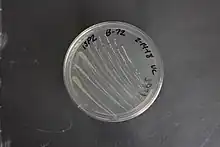 Gluconobacter