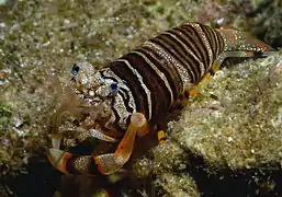 Gnathophyllum americanum, une Palaemonidae