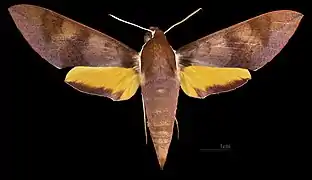 ♀ MHNT