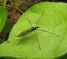 espèce Gnophomyia tristissima.