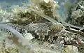 Gobius cruentatus, plage de l’Anse de Méjean, Méditerranée.