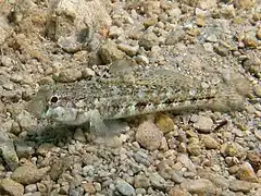 Gobius roulei