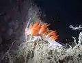 Godive orange