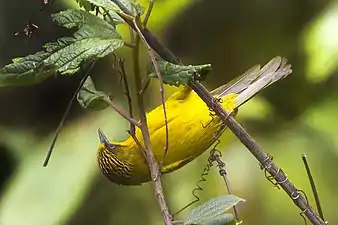 Stachyridopsis chrysaea&nbsp;(en)