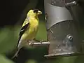 Un Chardonneret jaune se nourrit de chardon à une mangeoire conçue spécifiquement pour ce type de graine