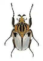 Goliathus cacicus (mâle)(Musée d'histoire naturelle de Lille)