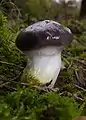 Cuticule glutineuse(Gomphidius glutinosus)