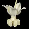 Fleur.