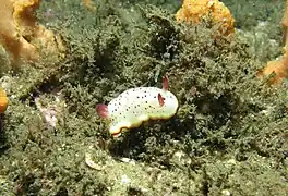 Goniobranchus daphne