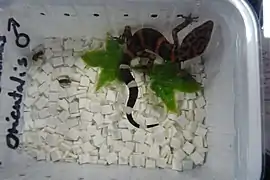 Goniurosaurus orientalis juvénile en captivité.