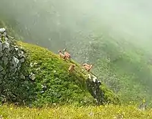 Chèvre du Caucase occidental, espèce endémique.
