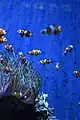 Le phénomène de camouflage chez les poissons-clowns est amplifié lorsqu'ils sont en groupe.