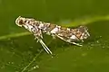 Gracillariidae