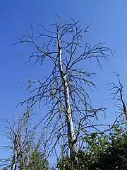 Un variant exceptionnellement pathogène d'un champignon transporté par des scolytes a décimé les ormes à plusieurs reprises dans l'hémisphère nord.