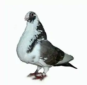 Boulant granadino (E/343)