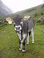 Génisse tiroler grauvieh à l'alpage.