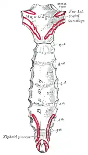 Face postérieure du Sternum.