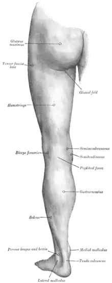 Face postérieure du membre inférieur.