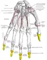 Insertions phalangiennes distales du muscle fléchisseur profond des doigts de la main (flexor digitorum profundus).