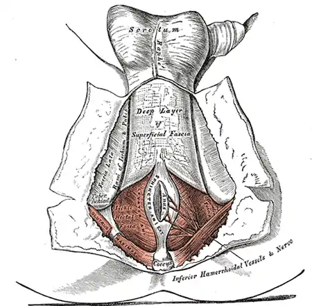 Le périnée. Le tégument et la couche superficielle du fascia superficiel sont écartés