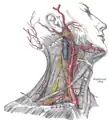 Artères carotides et sous-clavières