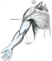 Les ganglions lymphatiques superficiels et les vaisseaux lymphatiques du membre supérieur