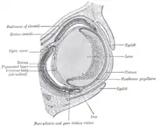 Section horizontale de l'œil de l'embryon d'un lapin de 18&nbsp;jours (agrandissement ×30).
