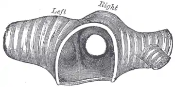 Gravure en noir et blanc montrant la coupe d'un tuyau.