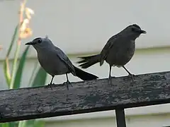 Mère et juvénile.