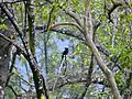 Drongo à raquettes