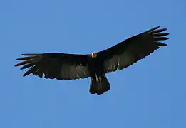 Grand Urubu (C. melambrotus) en vol.