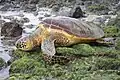 Tortue verte (Cheloniidae)