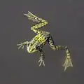 Pelophylax kl. esculentus dans le delta du Danube. Aout 2022.
