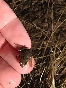 Une grenouille rousse juvénile à 2&nbsp;300&nbsp;mètres.