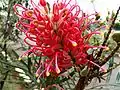 Inflorescence.