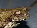 Détail de la tête de Chiromantis xerampelina (Parc national Kruger, Afrique du Sud)