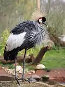 Balearica regulorum (Gruiformes).