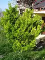 E. japonicus, port érigé (non taillé)
