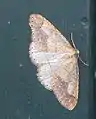 Agriopis marginaria   (Fabricius, 1776)