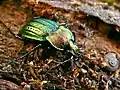 Carabus cancellatus (Aude, France)
