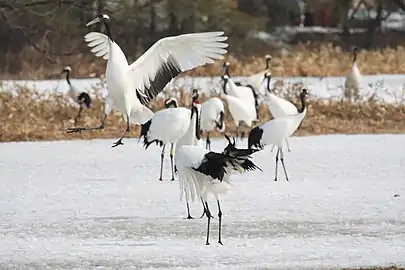Grues du Japon en février 2011.